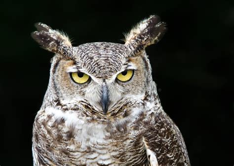 Great Horned Owl - Watchful Eyes Stock Image - Image of predator ...