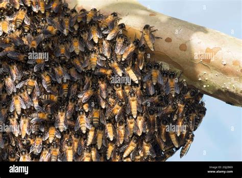 giant honey bee comb high resolution stock photography  images alamy
