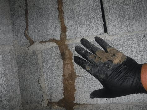 Termite Trouble in Southern Florida: What We Look For