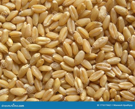 Raw Triticum Aestivum Stock Photo Image Of Grain Grains 171617662