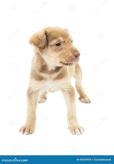 Funny Puppy Mutts Stock Photos Free And Royalty Free Stock Photos From