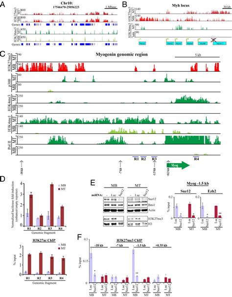 Genome Wide Remodeling Of The Epigenetic Landscape During Myogenic