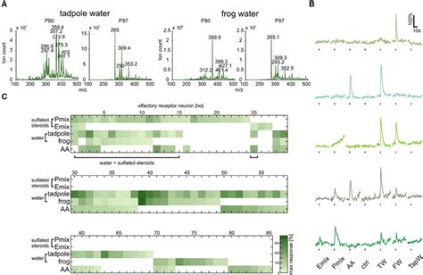 Frontiers Dual Processing Of Sulfated Steroids In The Olfactory