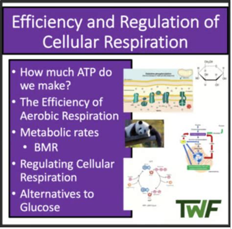 Efficiency And Regulation Of Cellular Respiration Biology Lesson By