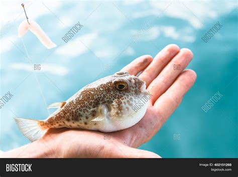 Poisonous Fugu Fish Image & Photo (Free Trial) | Bigstock