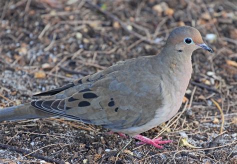 Mourning Doves – This Birding Life