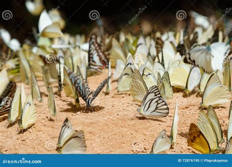 Diversity of Butterfly Species Stock Photo - Image of soil, forest ...