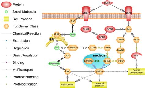 BDNF Can Interact With Two Receptors NGFR Nerve Growth Factor