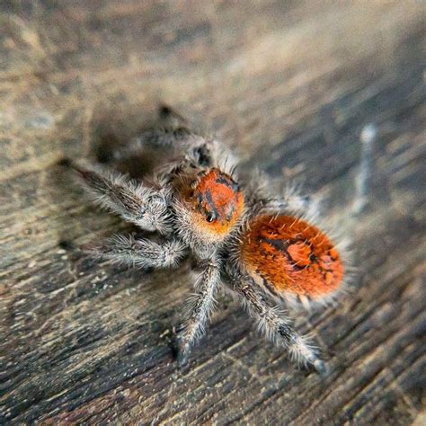 Phidippus Regius Orange Phase Jumping Spider Spider Lover Pet Shop