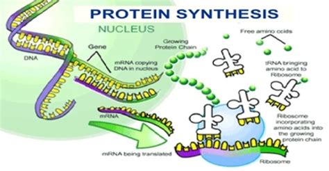 Describe about Protein Synthesis - Zoefact