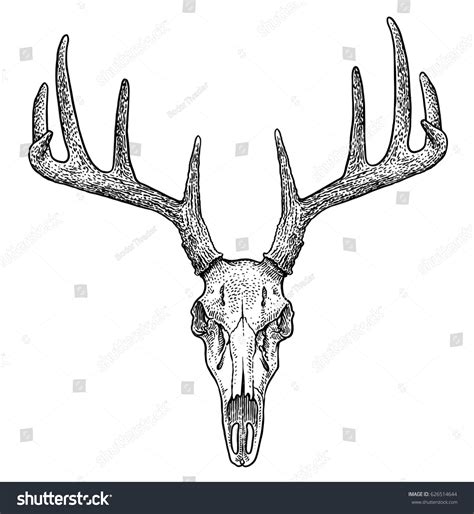 Deer Skull Illustration Drawing Engraving Ink Stock Vector (Royalty ...