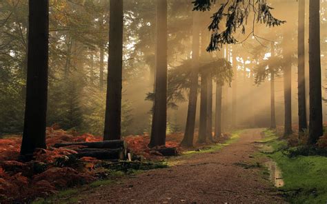 Shrubs Landscape Mist Road Forest Sunlight Leaves Nature Sun