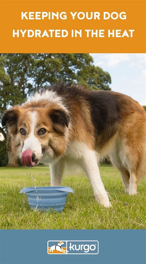 Keeping Your Dog Hydrated In The Heat Your Dog Dogs Hiking Dogs