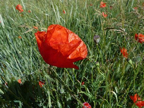 Coquelicot Fleurs Macro · Photo Gratuite Sur Pixabay