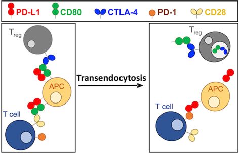 The CTLA4 Immune Checkpoint Protein Regulates PDL1 PD1 Interaction