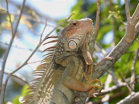 The Online Zoo - Green Iguana