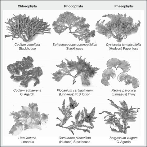 2 Examples Of Macroalga Species Of The Three Main Algal Divisions