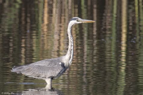 H Ron Cendr Ardea Cinerea Linnaeus The Gray Heron Flickr