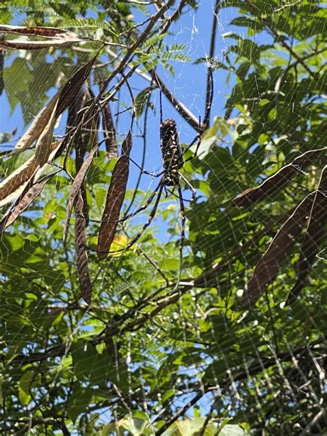 Giant Golden Orbweaver From Hong Kong Island Deep Water Bay Hk On