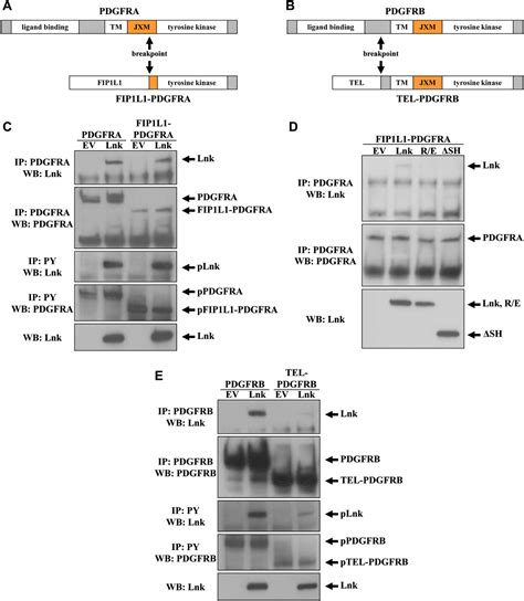 Fip1l1pdgfra Fusion Gene Semantic Scholar