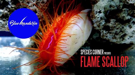 Species Corner The Red Electric Flame Scallop YouTube