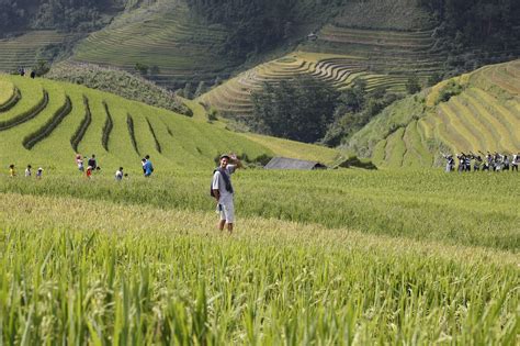 Terrazas De Arroz Granja Vietnam Foto Gratis En Pixabay