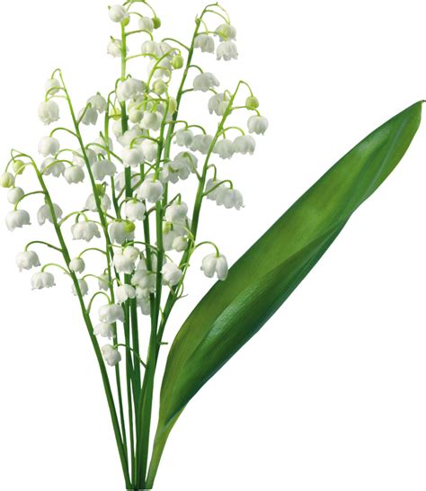 Easter Lily Clipart | Free download on ClipArtMag