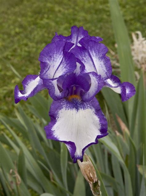 Very Pretty Old Fashioned Iris My Grandmother And Mother Both Have