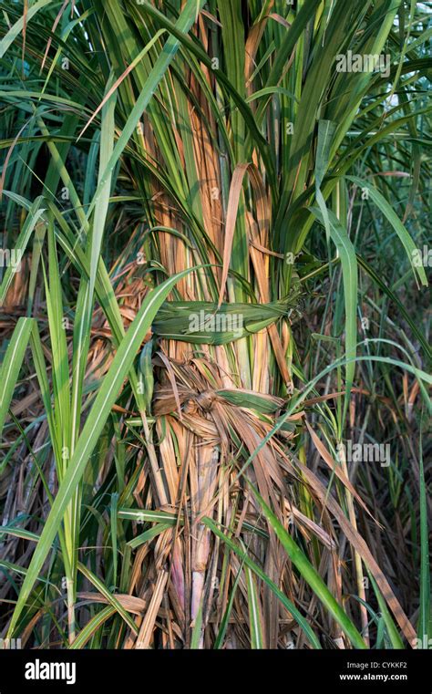 Sugar Cane Plantations Fotos Und Bildmaterial In Hoher Aufl Sung Alamy