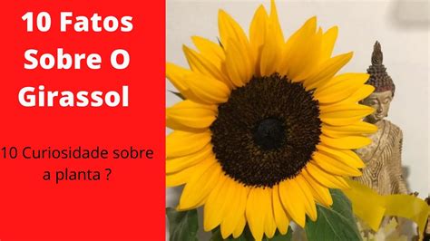 Tudo Sobre O Girassol - Curiosidades Sobre O Girassol - NAZAEDU