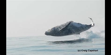 Une Baleine Saute Hors De Leau Et Offre Un Spectacle Poustouflant