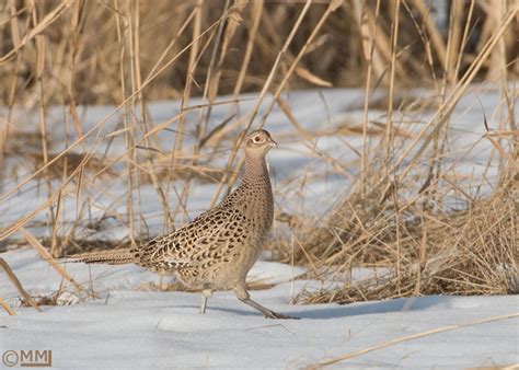 Bio Geo Nerd: Ring-necked Pheasant