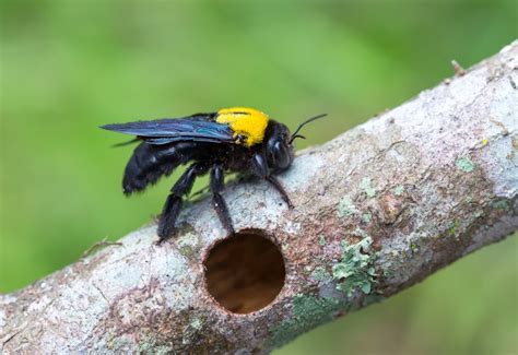 How Do Exterminators Get Rid Of Carpenter Bees