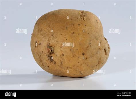 Potato La Bonnotte Potatoes Solanum Tuberosum Stock Photo Alamy