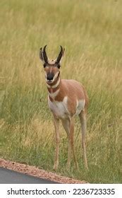 Pronghorn Antilope Antilocapra Americana Custer State Stock Photo