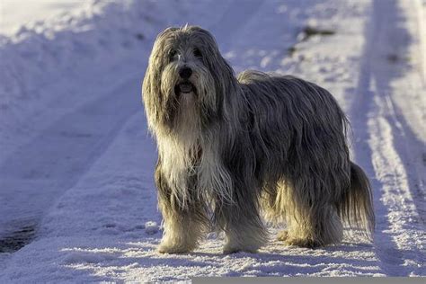 Bearded Collie Steckbrief Character Gesundheit Haltung And Pflege