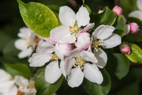 Malus sylvestris Tree | Hillier Trees