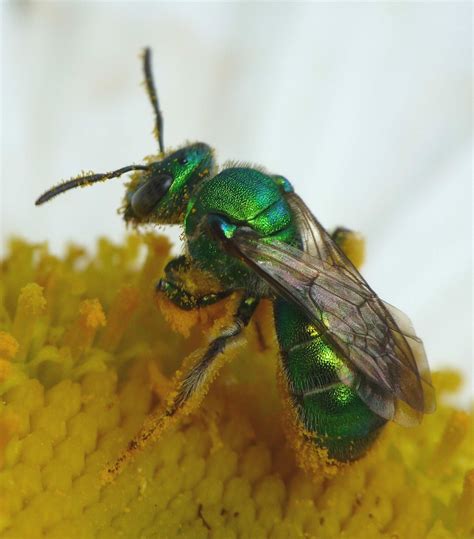 Iridescent Green Sweat Bee With Pollen Super Macro A Photo On Flickriver