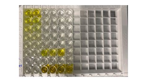 Human Tnf Alpha Elisa Kit Quantikine Dta D R D Systems