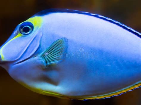 The Pacific Orange Spine Unicornfish Or Naso Tang Fish In A Clear Water