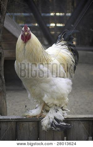 Big Cock Images Illustrations Vectors Free Bigstock