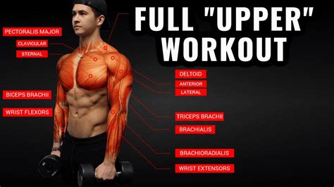 The Best Upper Body Workout Routine And Exercises