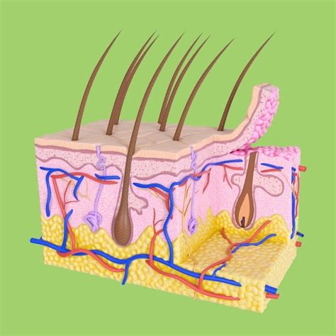 Integumentary System Diagram