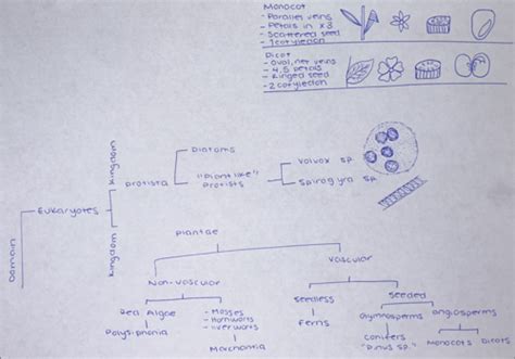 Bio Lab Midterm Practical Flashcards Quizlet