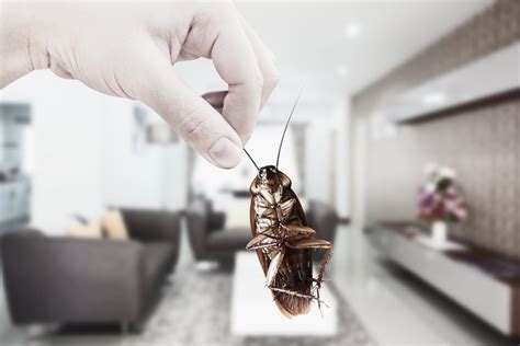 Worst Bugs To Invade Your House – Outdoor Christmas Lights and Decorations