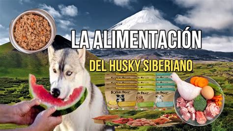 Aprende qué alimentos son ideales para alimentar a tu husky siberiano