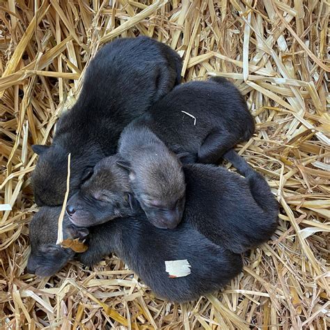 Four Rare Red Wolf Puppies Born At Woodlands Nature Station In Lbl