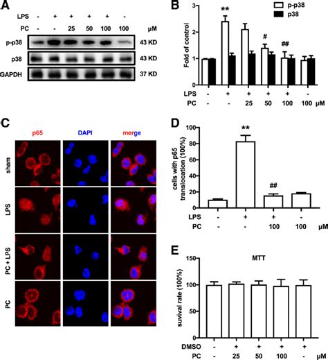 Pc Suppressed Lps Induced Microglia Activation By Inhibiting P