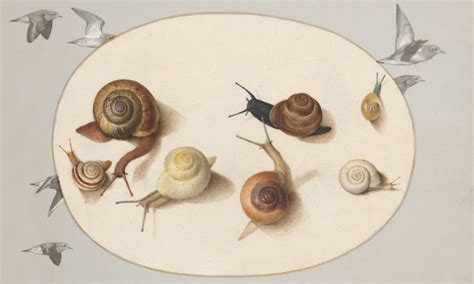 The Mysterious Deep Time Movements Of Snails The Mit Press Reader