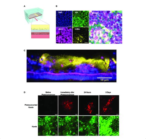 Microfluidic Mouse Colon Chips Form Tight Junctions Multiple Cell